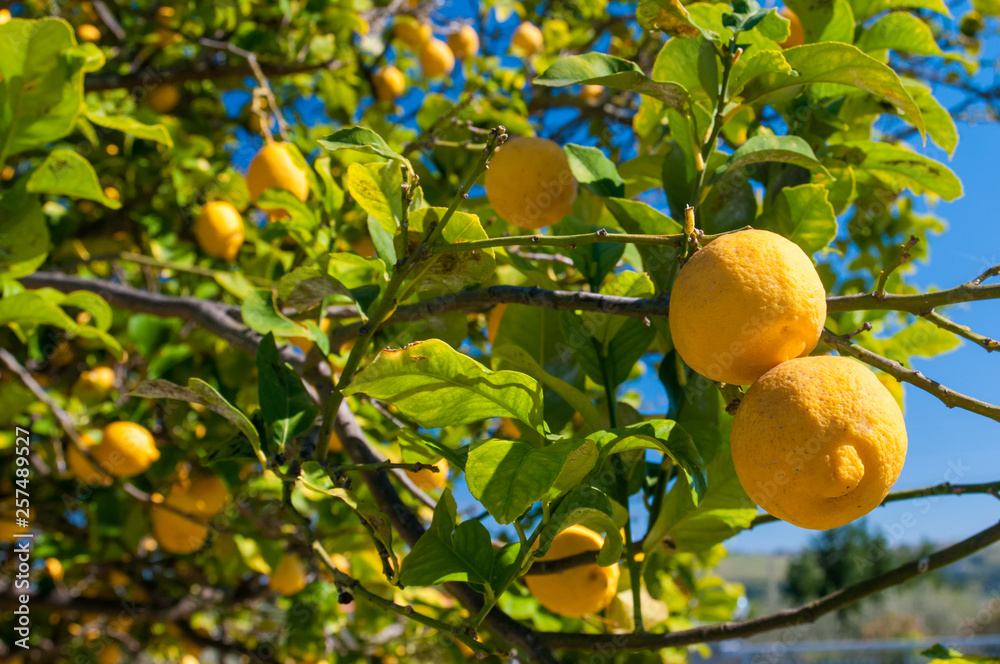 Lemons on tree during harvest time in Sicily