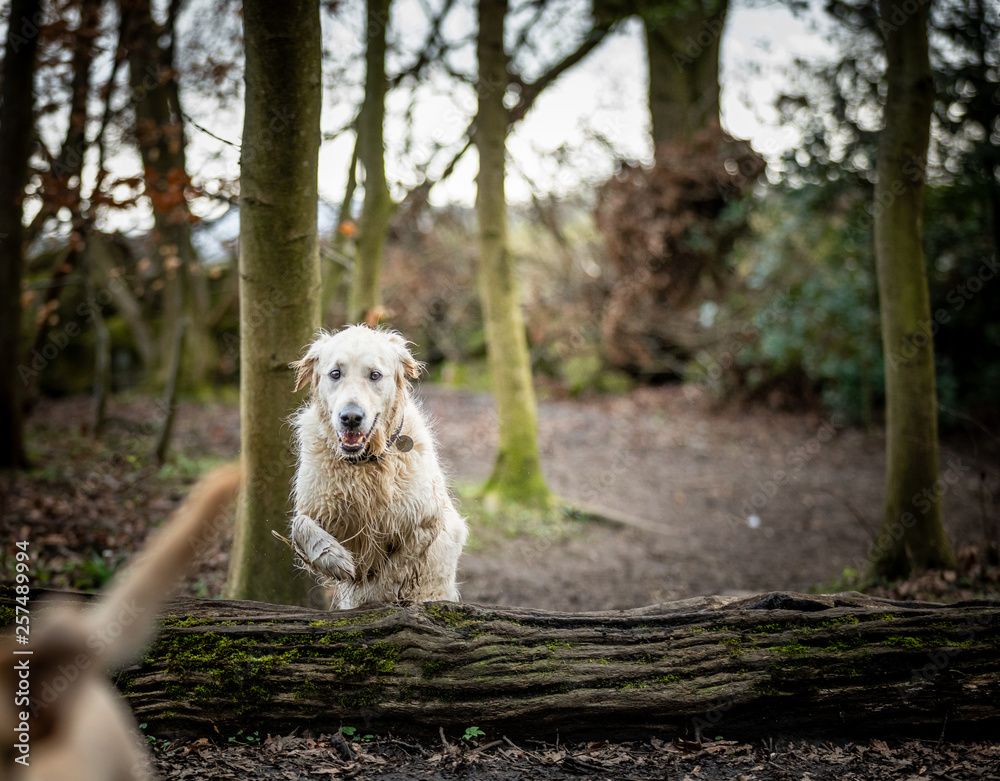 The Golden Retriever The Golden Retriever