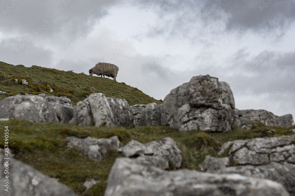 gritty scene of sheep in storm gritty scene of sheep in storm