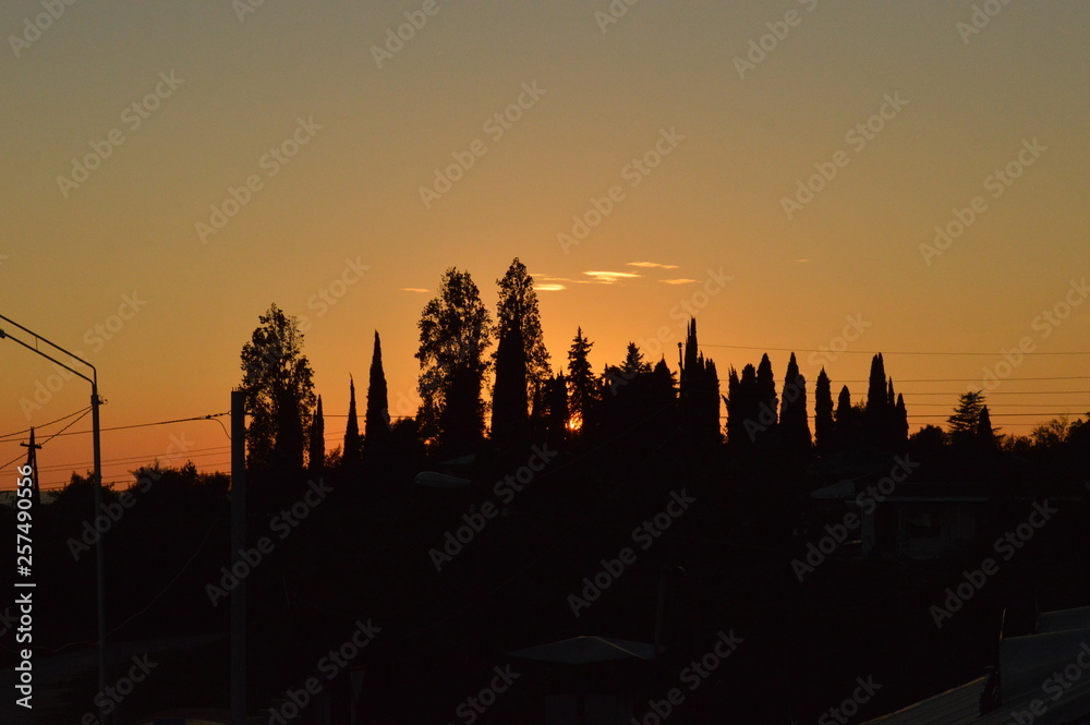 the contours of the trees at sunset the contours of the trees at sunset