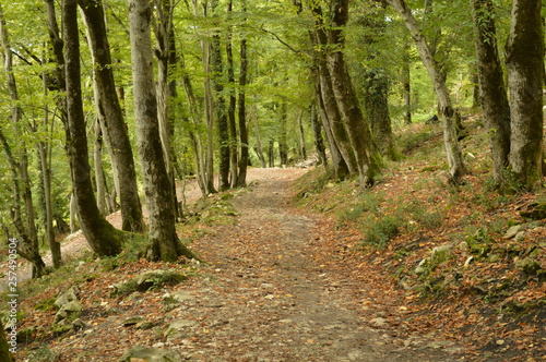 deciduous forest trail in summer