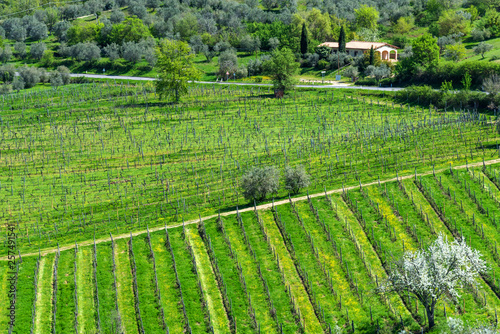 Amazing springtime colorful landscape in Chianti, Tuscany. Italy