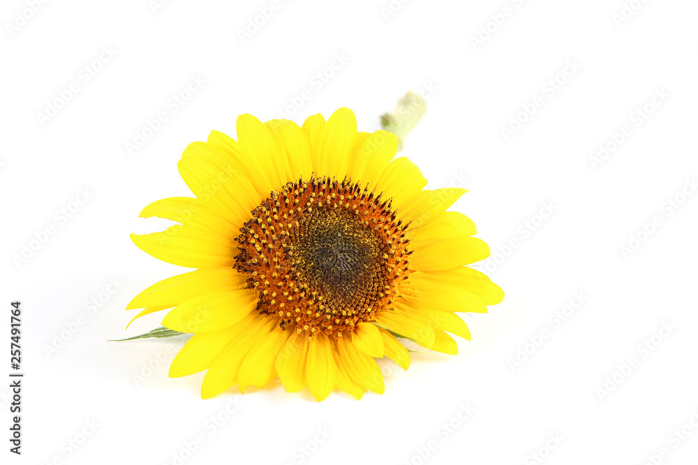 Obraz premium Sunflower isolated on white background