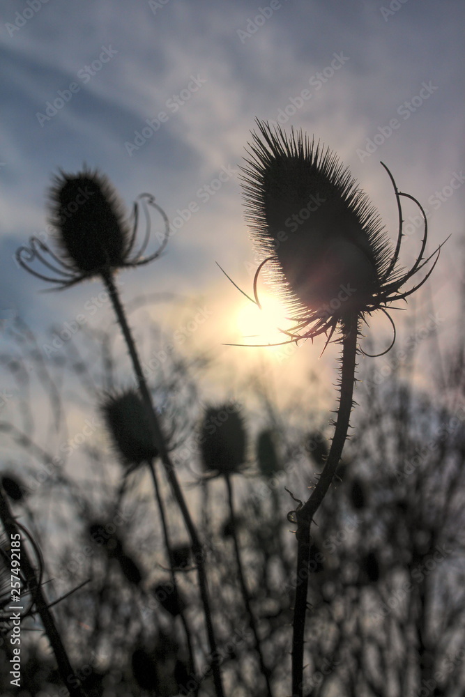 Obraz premium Distel