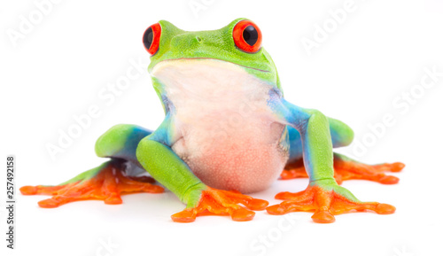 Red eyed monkey tree frog, Agalychnis callydrias. A tropical rain forest animal with vibrant eye isolated on a white background..