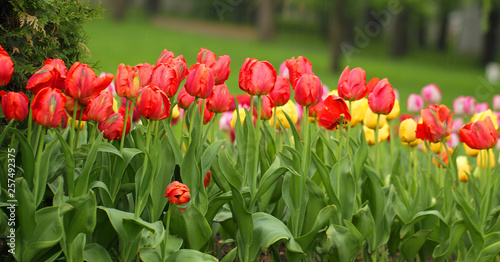 Red and yellow color tulip flowers