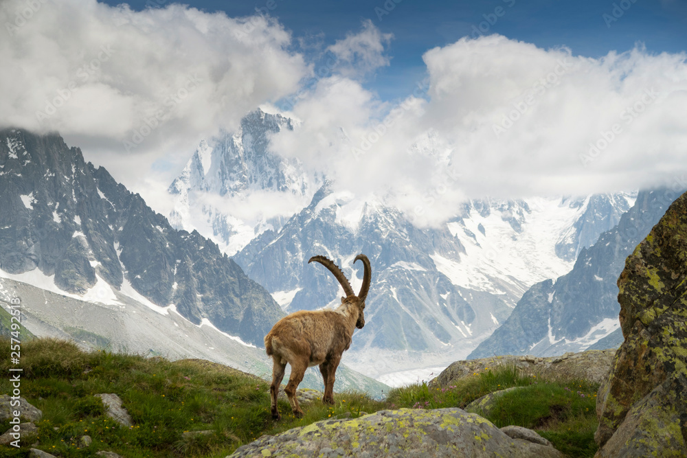 Mountain goat staring over Mer de Glace glacier, France