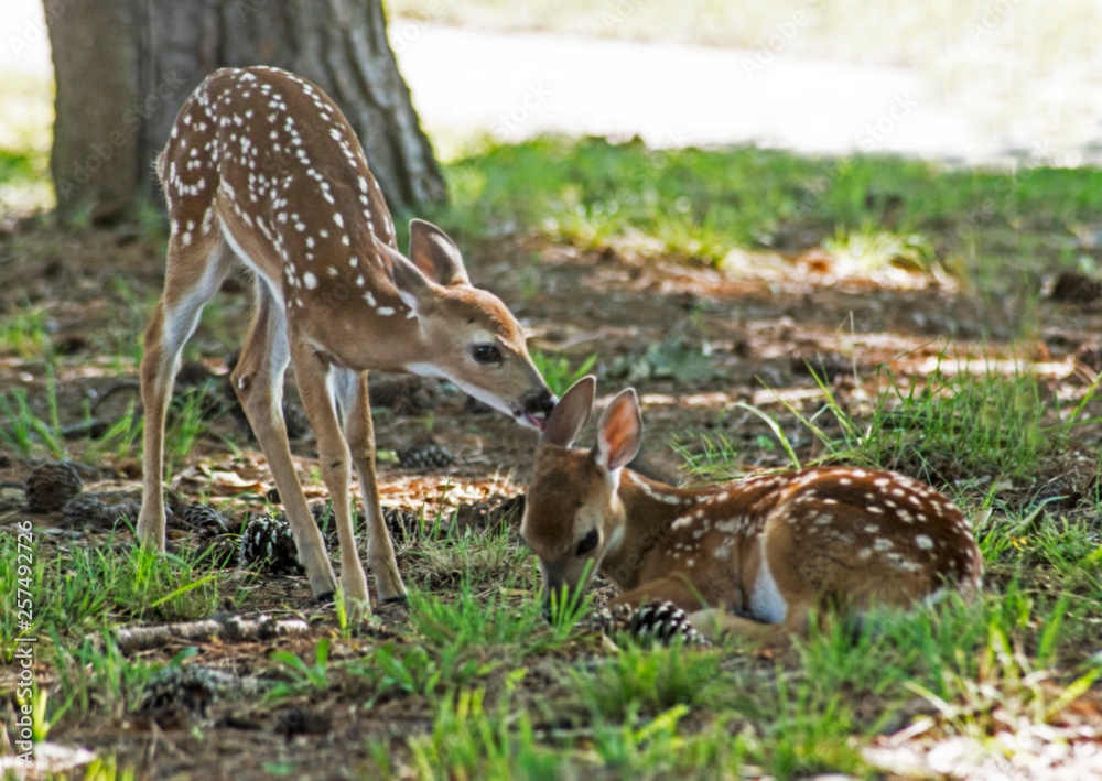 Two little White Tailed Deer Fawns playing together. Two little White Tailed Deer Fawns playing together.