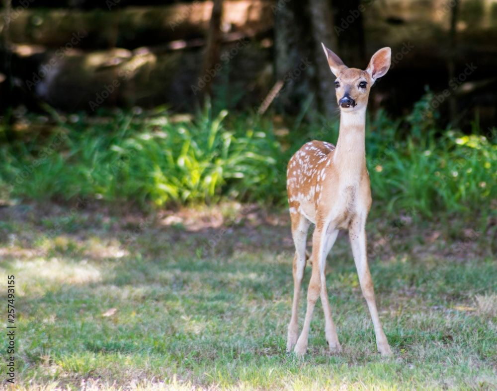 A little fawn White Tailed Deer strolling around a field. A little fawn White Tailed Deer strolling around a field.