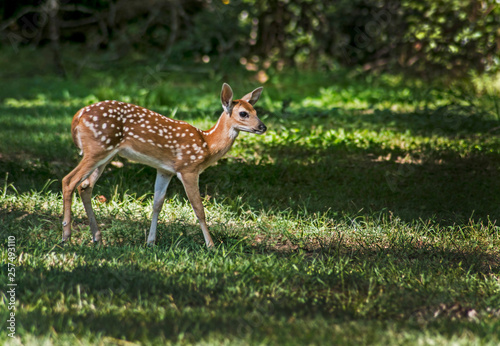 A little fawn White Tailed Deer strolling around a field. © bettys4240