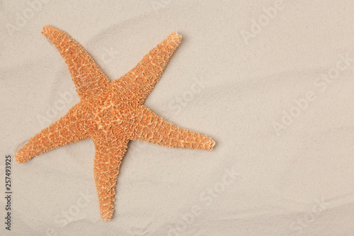 Starfish on beach sand, top view with space for text
