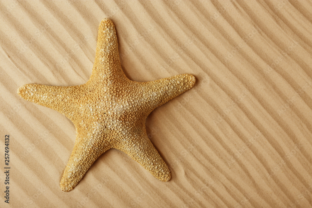 Starfish on beach sand, top view. Space for text Starfish on beach sand, top view. Space for text
