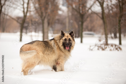 Dog breed Sheepdog in winter field © Мария Старосельцева