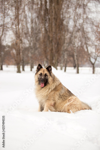 Dog breed Sheepdog in winter field