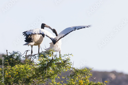 African Sacred Ibis, Threskiornis aethiopicus, feeding juvenile photo