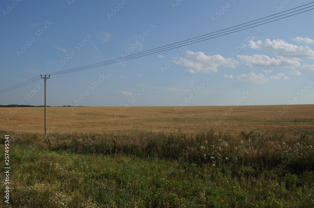 Wheat field