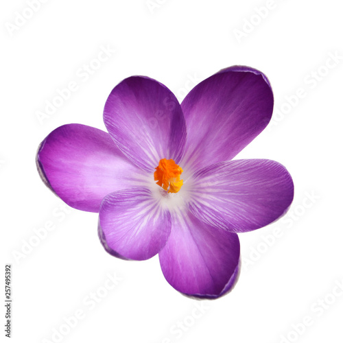 Beautiful spring crocus flower isolated on white