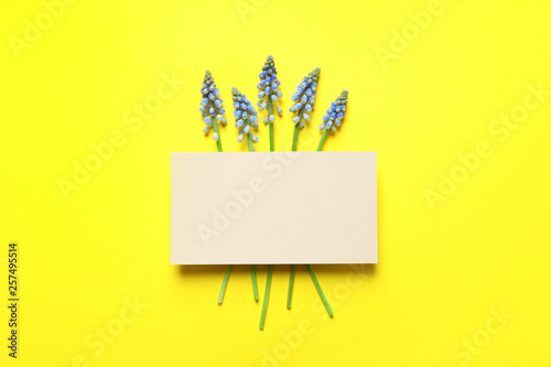 Flat lay composition with empty card and spring muscari flowers on color background. Space for text photo