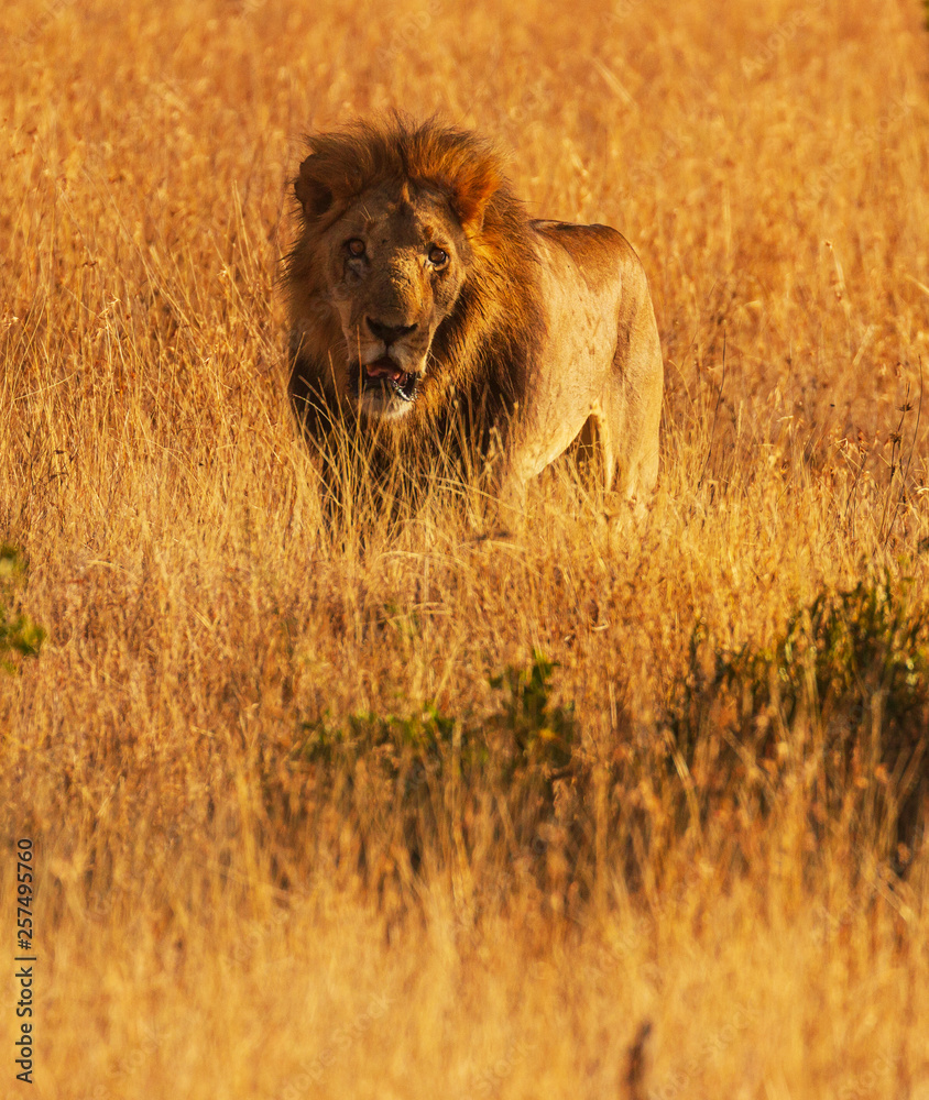 Naklejka premium Male lion (panthera leo) with large mane, front face, camouflaged in golden yellow grass. Ol Pejeta Conservancy, Kenya, Africa. Wild big cat in natural African environment