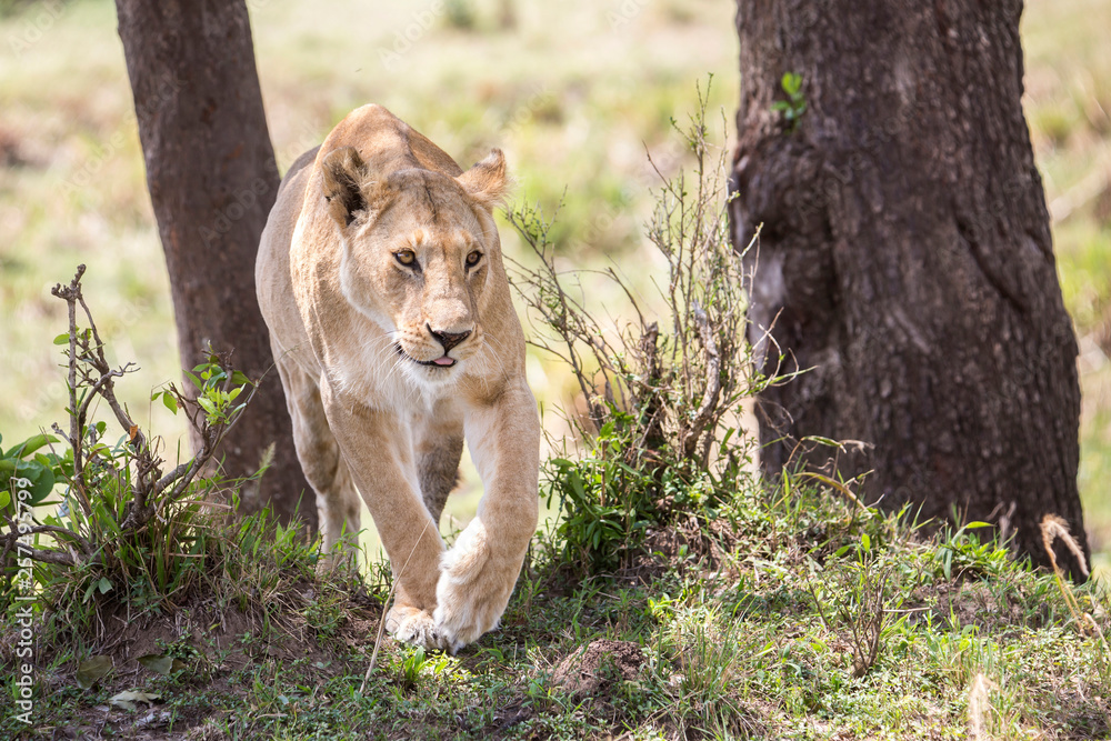 Lioness (Panthera leo) walking near trees, Masai Mara National Reserve, Kenya Lioness (Panthera leo) walking near trees, Masai Mara National Reserve, Kenya