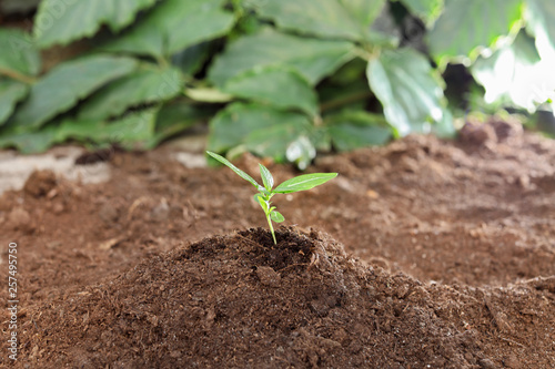 Small seedling growing in soil, closeup view