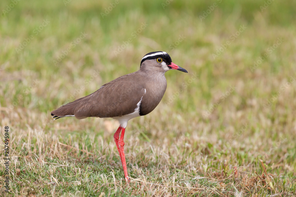 Naklejka premium Crowned Plover or Crowned Lapwing, Vanellus coronatus, walking on grass