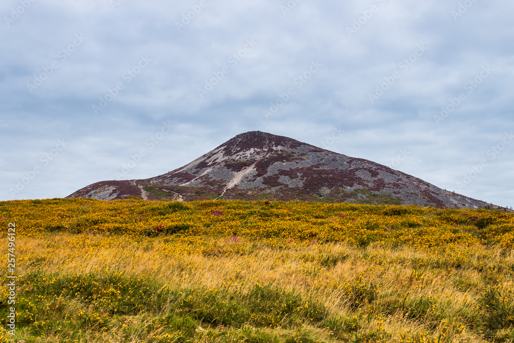 Beautiful Irish landscape with the Great Sugar Loaf Mountain rising from a sea of yellow gorse. Moody summer day in Wicklow Mountains, Ireland.