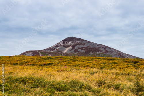 Beautiful Irish landscape with the Great Sugar Loaf Mountain rising from a sea of yellow gorse. Moody summer day in Wicklow Mountains, Ireland.