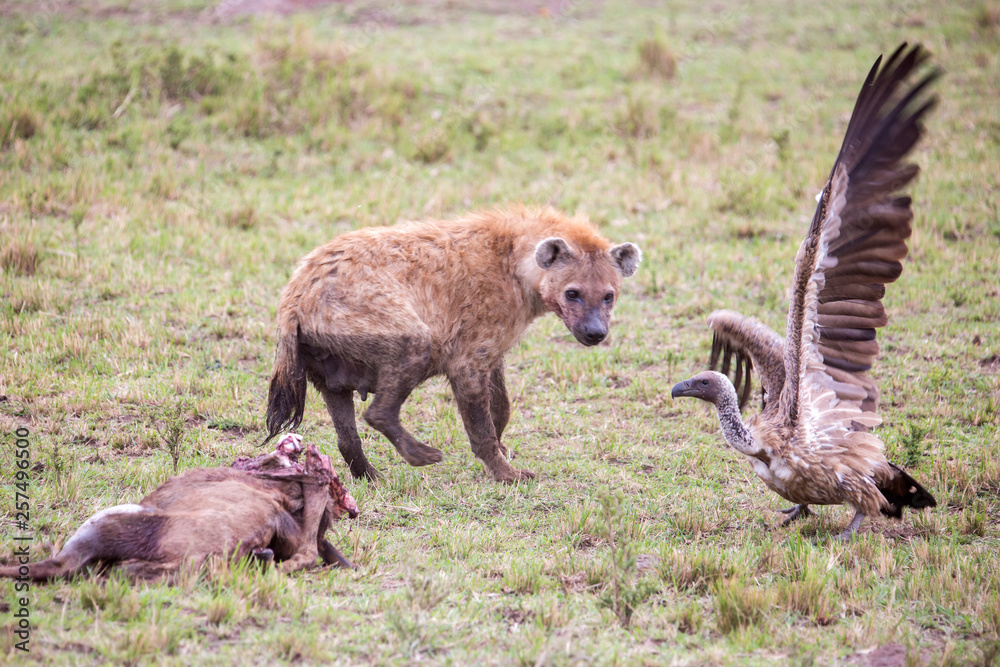 Hyena and vulture fighting over kill, Masai Mara National Reserve, Kenya Hyena and vulture fighting over kill, Masai Mara National Reserve, Kenya