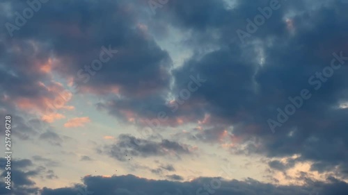Flying birds against the evening cloudy sky