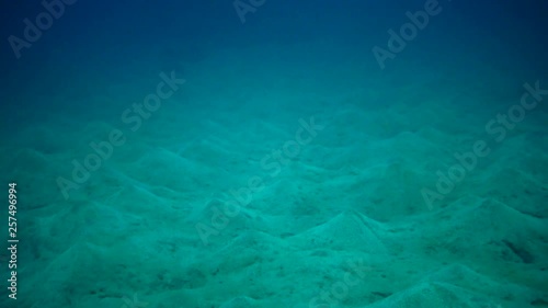 The sandy bottom where many worms live, near the coral reef in the Red Sea, Egypt, Marsa Alam, Abu Dabab, Egypt photo