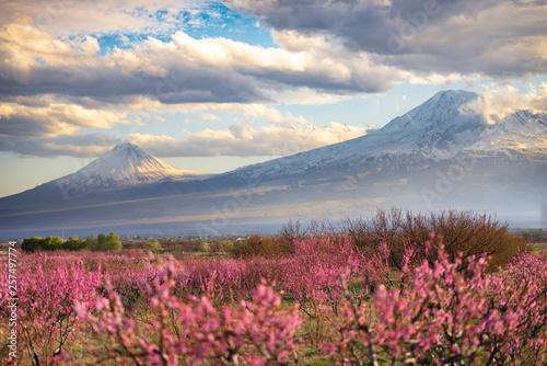 Armenia, Ararat mountain.Cherry blossom trees, green field any blue sky. Spring landscape.