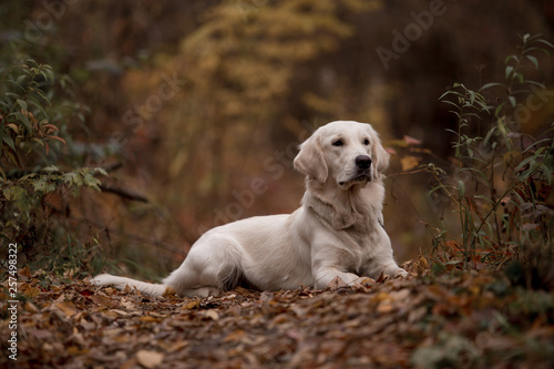 Golden Retriever in the autumn forest