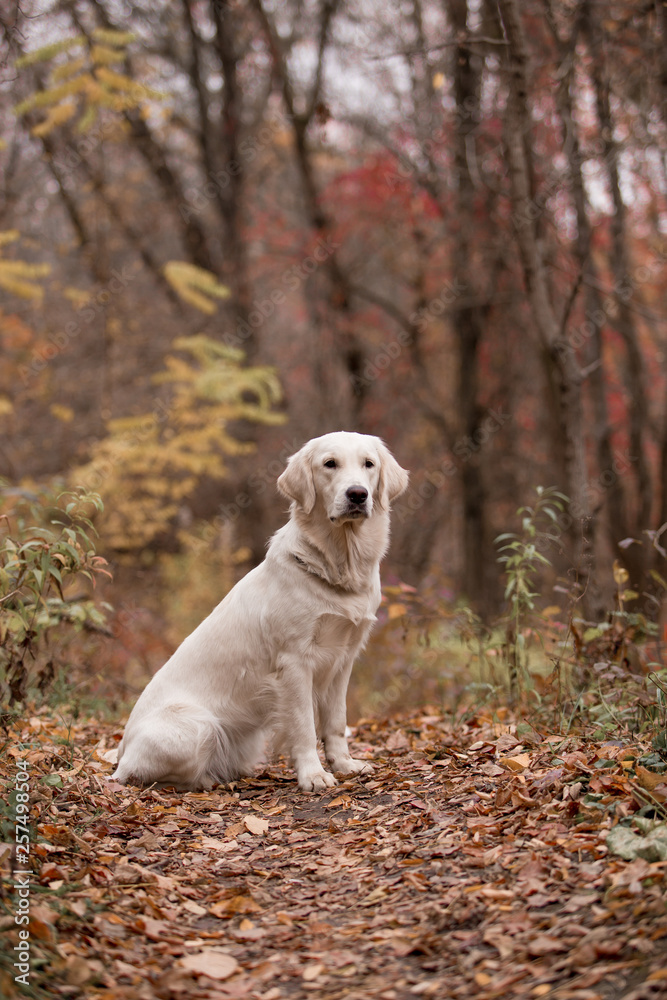 Golden Retriever in the autumn forest Golden Retriever in the autumn forest