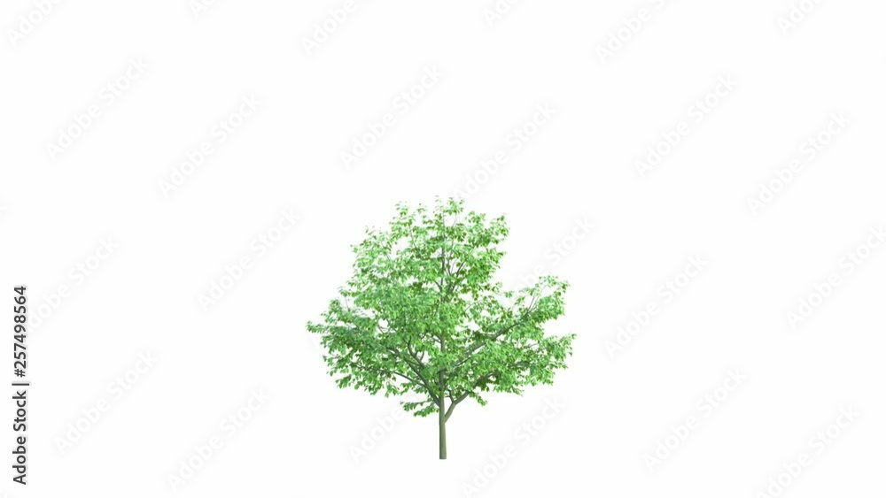 The growth of a large tree. Isolated on white background In Ultra HD 4k.