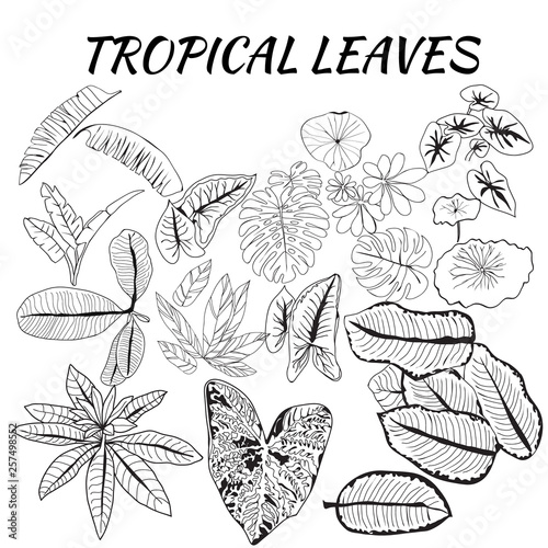 Collection of tropical leaves in sketch style.