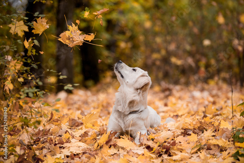 Golden Retriever in the autumn forest