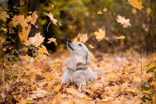Golden Retriever in the autumn forest