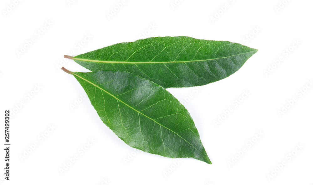 Bay leaves isolated on white background