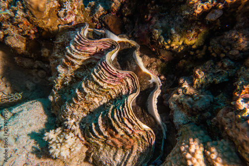 Giant Clam in the Red Sea Colorful and beautiful  Eilat Israel