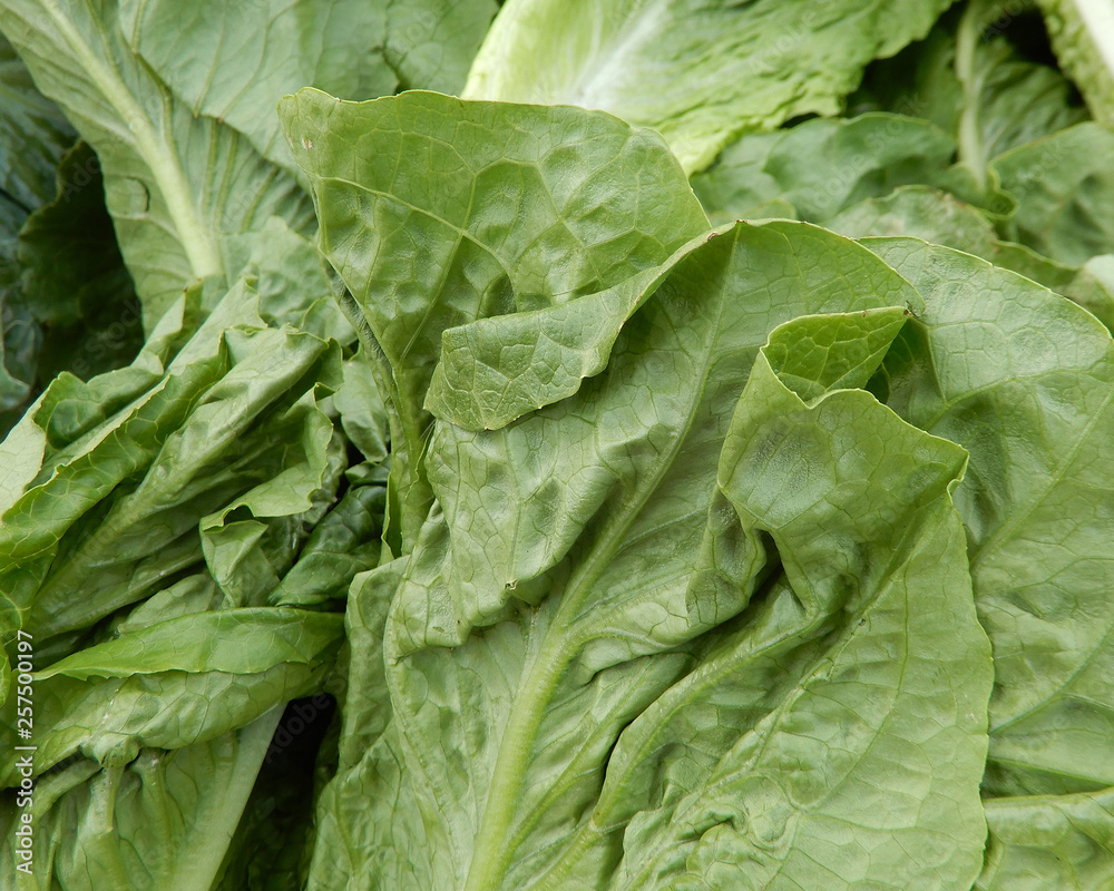 Fresh spinach ready to enjoy for health and nutrition Fresh spinach ready to enjoy for health and nutrition