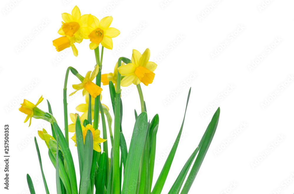 Obraz premium Fresh narcissus isolated on white background