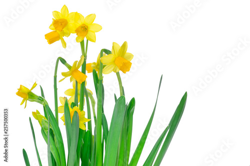 Fresh narcissus isolated on white background