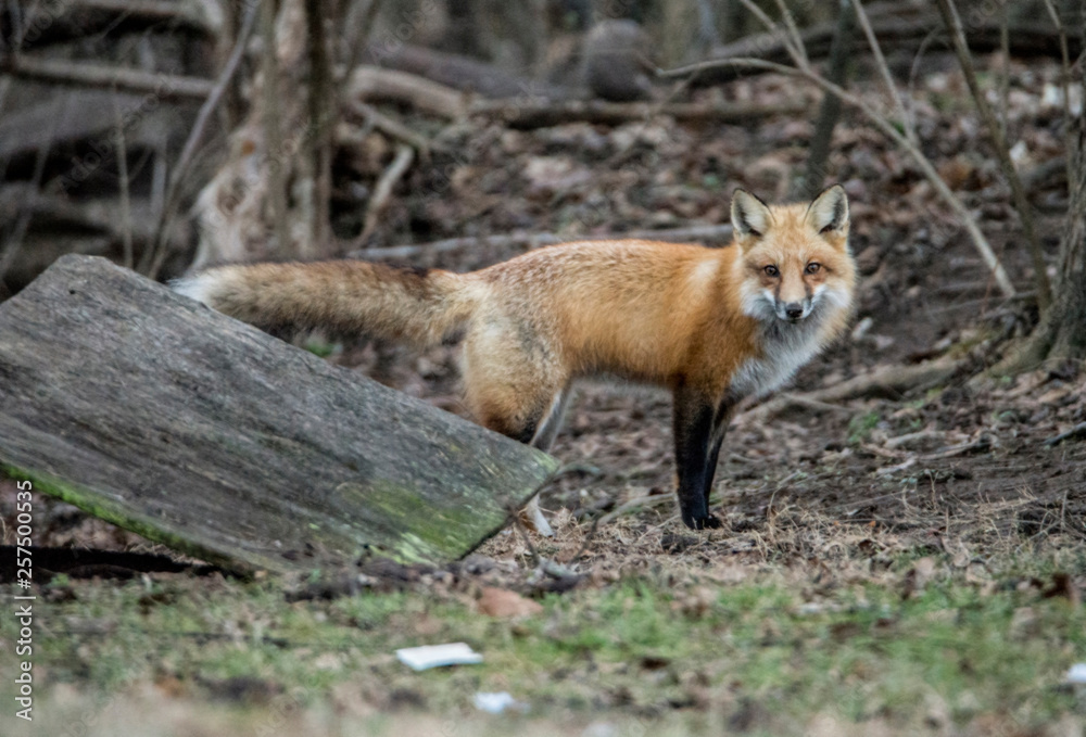 A young Red Fox watches the camera.