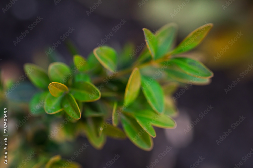 Brightly green plant in the garden Brightly green plant in the garden