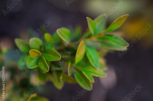 Brightly green plant in the garden © Tetiana