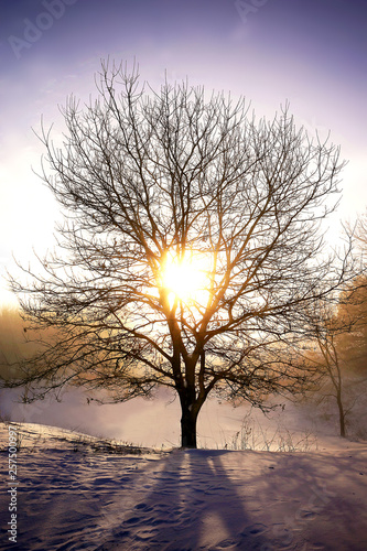 Bare Tree in Front of Sun on a Bright Winter Sunrise