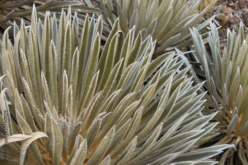 Close up view of frailejones (Espeletia) in Sierra Nevada del Cocuy, Boyaca, Colombia photo