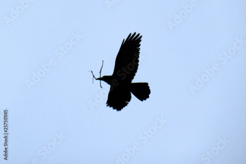 silhouette of crows on the background of the sky   a raven in flight