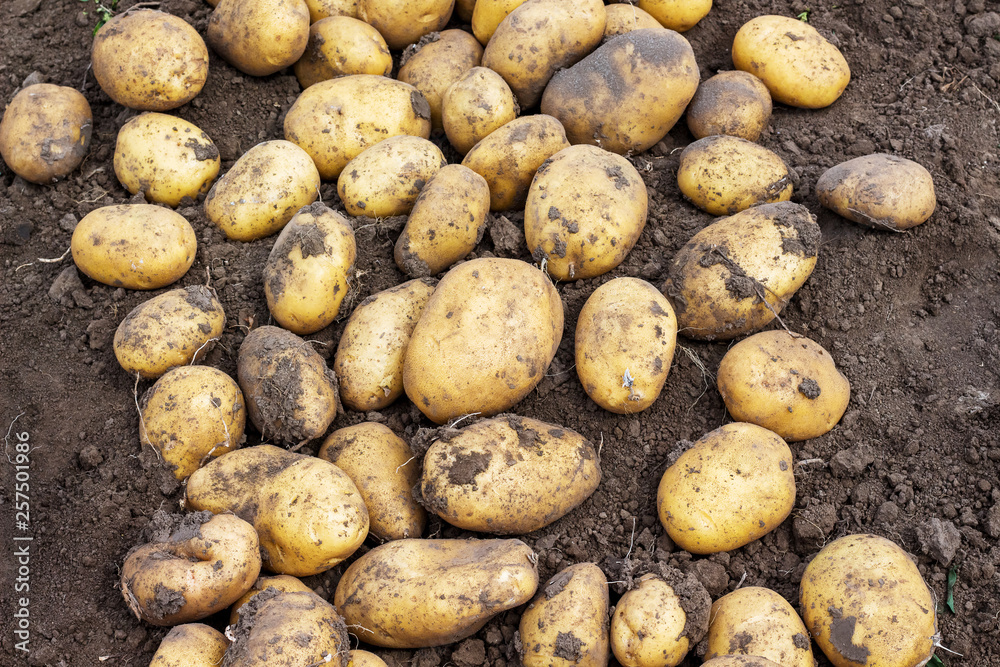 Potato harvest on the bed. Growing potatoes_ Potato harvest on the bed. Growing potatoes_